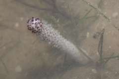 Veretillidae