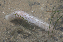 Veretillidae