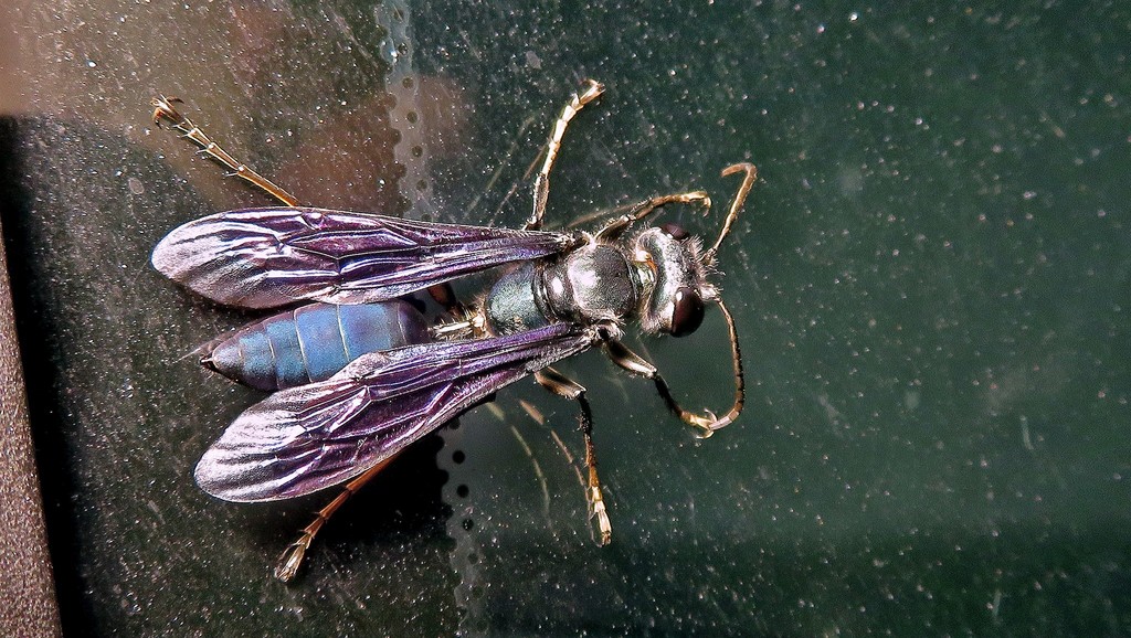 Isodontia cyanipennis