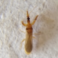 Enicocephalidae