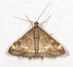 Pyrausta nicalis