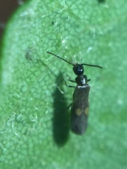Malthodes pumilus