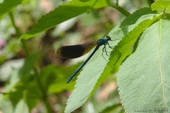Calopteryx splendens