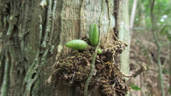Dendrobieae