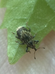 Aneuma compta
