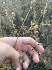 Silene stellata