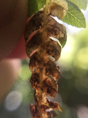 Phytoliriomyza tearohensis