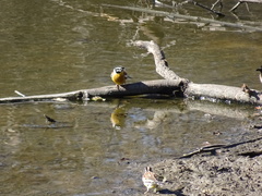 Emberiza flaviventris