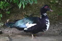 Cairina moschata domestica