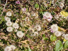 Ampelaster carolinianus