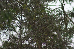 Setophaga coronata auduboni