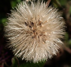 Ampelaster carolinianus
