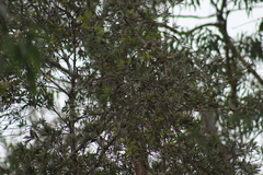 Setophaga coronata auduboni