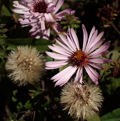 Ampelaster carolinianus