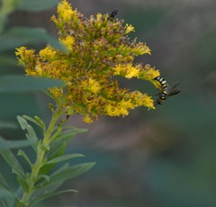 Thynnoidea