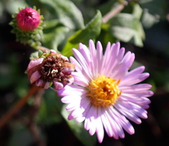 Ampelaster carolinianus