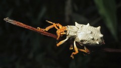 Platyomus piscatorius