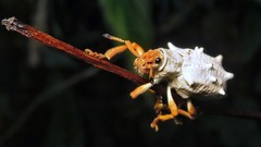 Platyomus piscatorius