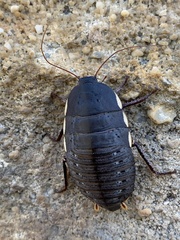 Polyzosteria limbata