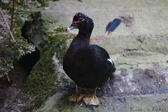 Cairina moschata domestica