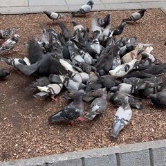 Columba livia domestica