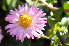 Ampelaster carolinianus