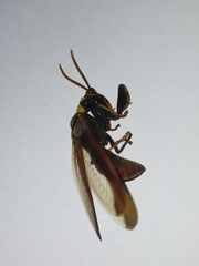 Euclimacia torquata