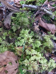Hylocomium splendens image