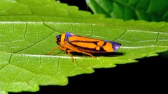 Cardioscarta vernicosa