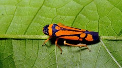 Cardioscarta vernicosa