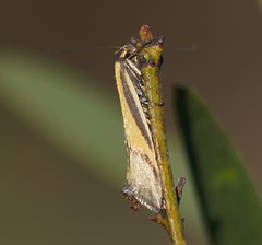 Philobota arabella