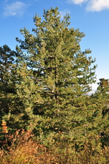 Pinus reflexa