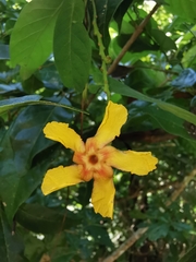 Mandevilla subsagittata