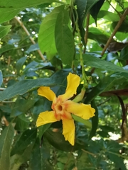 Mandevilla subsagittata