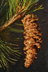 Pinus reflexa