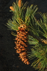 Pinus reflexa