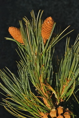 Pinus reflexa