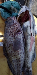 Epinephelus analogus