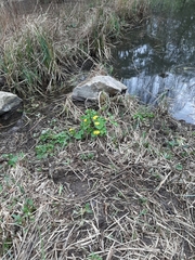 Caltha palustris