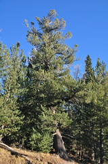 Pinus reflexa