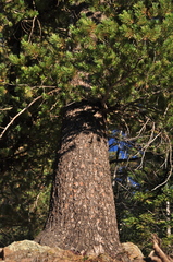 Pinus reflexa