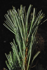 Pinus reflexa