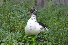 Cairina moschata domestica