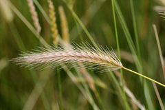 Hordeum secalinum
