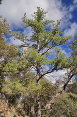 Pinus reflexa