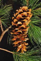 Pinus reflexa