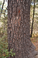 Pinus reflexa