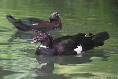 Cairina moschata domestica