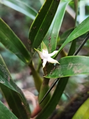 Prosthechea pygmaea