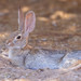 Desert Cottontail - Photo (c) Matt, some rights reserved (CC BY-NC), uploaded by Matt